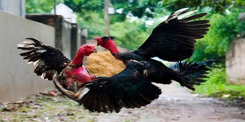 Top 11 bài tập gà chọi kinh điển giúp chiến kê đúc cơ, tăng lực sút 2 Chi tiết các bài tập gà chọi tăng thể lực và đúc cơ bắp