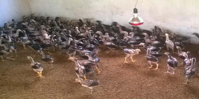 Top 11 bài tập gà chọi kinh điển giúp chiến kê đúc cơ, tăng lực sút 3 Sư kê cần tạo lịch trình cho bài tập gà chọi từ nhỏ