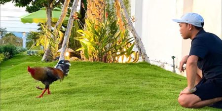 Tầm quan trọng của bài tập gà chọi trong quá trình biệt dưỡng
