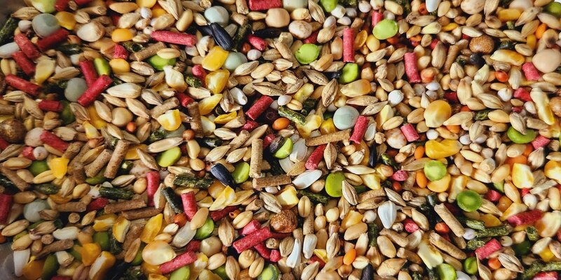 Tuyệt Chiêu Cách Nuôi Gà Đá Có Lực: 13 Thực Phẩm Thúc Cơ Và Ép Mỡ 2 Nhóm ngũ cốc và mồi tươi trong cách nuôi gà đá có lực tăng bo
