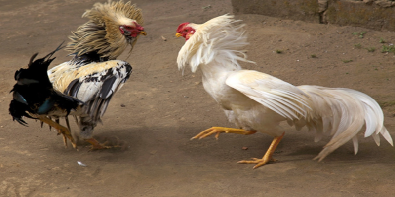 Tuyệt Chiêu Cách Nuôi Gà Đá Có Lực: 13 Thực Phẩm Thúc Cơ Và Ép Mỡ 3 Lưu ý khi áp dụng cách nuôi gà đá có lực