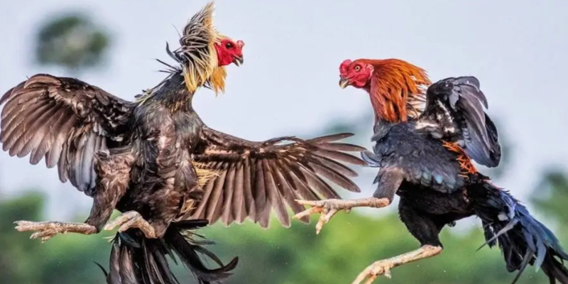 Tuyệt Chiêu Cách Nuôi Gà Đá Có Lực: 13 Thực Phẩm Thúc Cơ Và Ép Mỡ 1 Khoa học về cách nuôi gà đá có lực dựa trên cấu trúc cơ bắp