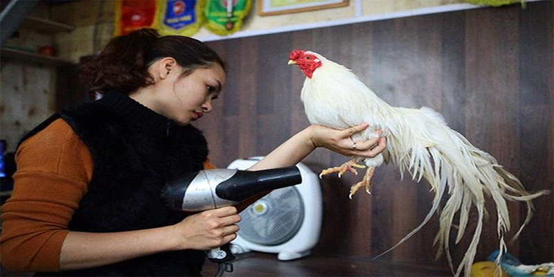 Chế độ dinh dưỡng và chăm sóc trong cách nuôi gà nhanh ra lông