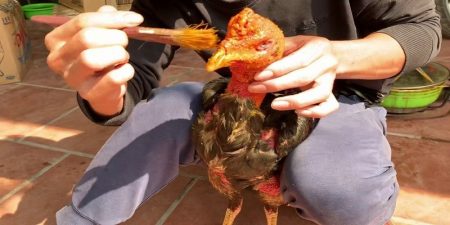 Lợi ích khi thực hiện cách om bóp gà chọi đúng kỹ thuật
