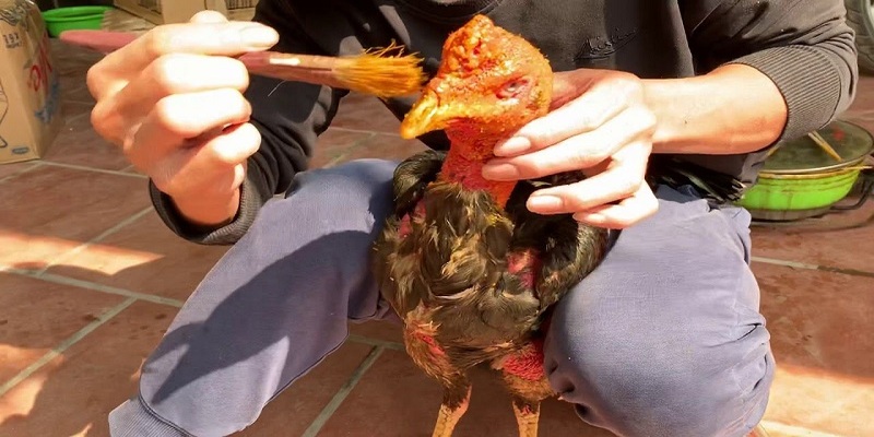 Lợi ích khi thực hiện cách om bóp gà chọi đúng kỹ thuật