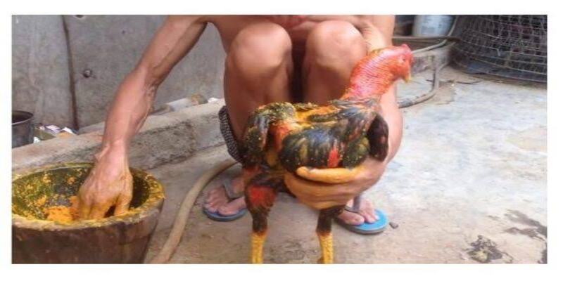 Học Ngay Cách Vào Nghệ Gà Chọi: Mẹo Nuôi Da Dày Kháng Đòn Đỉnh Cao 2 Cách vào nghệ gà chọi - tránh vùng nhạy cảm của gà