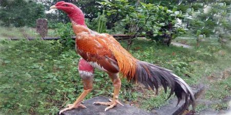 Chế độ phục hồi gân lực sau khi dứt điểm bệnh gà chọi bị ké chậu