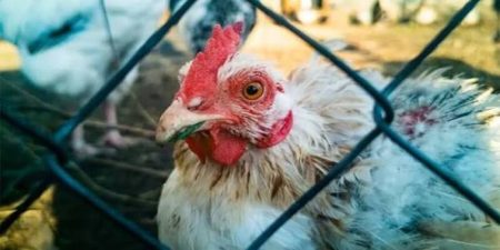 Dấu hiệu nhận biết gà chọi bị khò khè