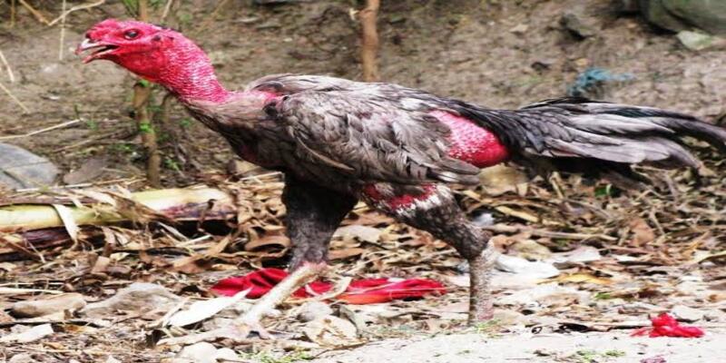Tại sao gà chọi bị khò khè? Bật mí cách chữa dứt điểm sau 3 ngày 3 Quy trình chăm sóc và mẹo dân gian hỗ trợ khi gà chọi bị khò khè