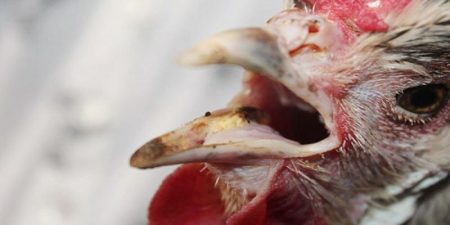 Biểu hiện rõ ràng khi gà đá bị nhớt miệng