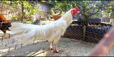 3 bước xác định gà úa chân trắng đá ngày nào bách chiến bách thắng