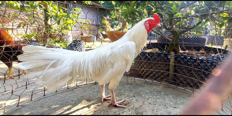 Hướng dẫn 3 bước xem gà úa chân trắng đá ngày nào đại cát nhất 1 3 bước xác định gà úa chân trắng đá ngày nào bách chiến bách thắng