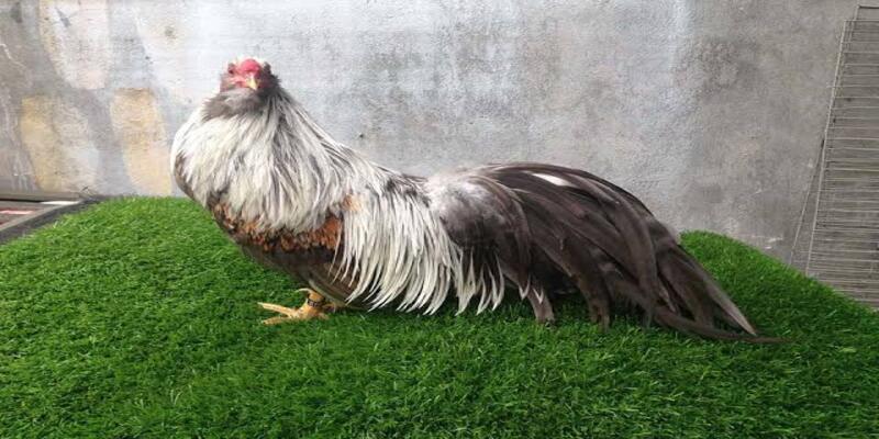 So sánh phong thủy: Gà xám chân vàng mạng gì so với gà xám chân chì? 1 Bản chất phong thủy giải đáp câu hỏi gà xám chân vàng mạng gì