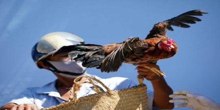Thế nào là giờ tốt xuất hành gà đá chuẩn phong thủy