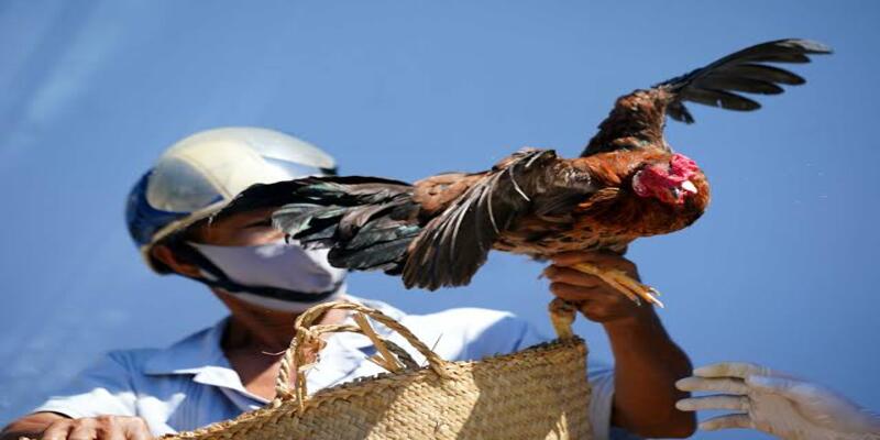 Thế nào là giờ tốt xuất hành gà đá chuẩn phong thủy