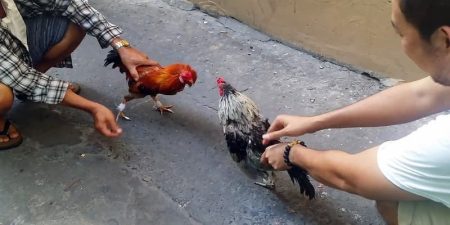 Quyền lợi khuyến mãi thưởng nạp đá gà trực tiếp ngày thường và cuối tuần