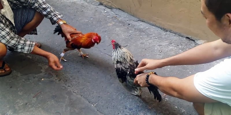 Quyền lợi khuyến mãi thưởng nạp đá gà trực tiếp ngày thường và cuối tuần