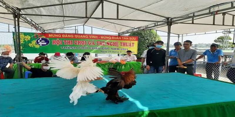 Những lưu ý quan trọng khi xem màu mạng gà đá theo ngày