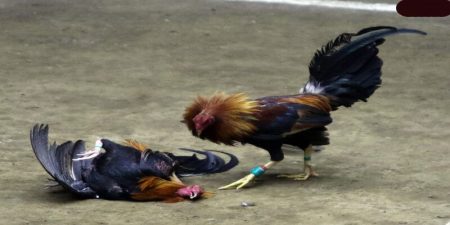 Hiểu đúng về nuôi gà đá tới pin