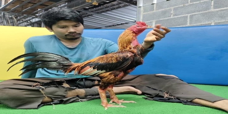Nuôi Gà Đá Tới Pin - 3 Mẹo Ốp Sương Và 2 Khung Giờ Vàng Giúp Gà Gom Cơ 2 3 mẹo ốp sương biệt dưỡng khi nuôi gà đá tới pin
