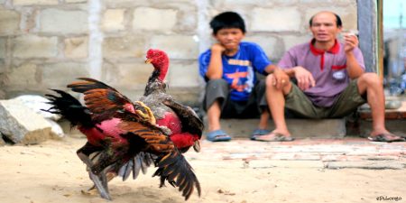 Nền tảng ngũ hành của việc xem mạng gà theo màu lông
