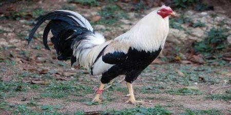 Lý do sư kê bắt buộc phải xem ngày gà đá phong thủy